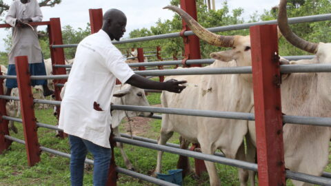 Reportage UP Boussoura et marché à bétail de Missira Wadène